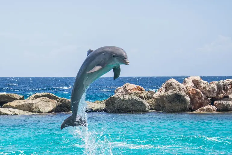 Snorkelling and Dolphin Watching at Dimaniyat Islands