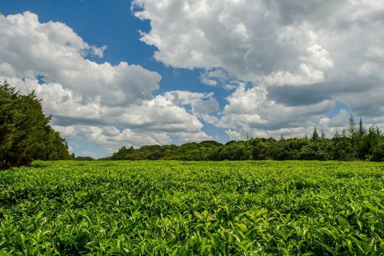 Kenya tea exports