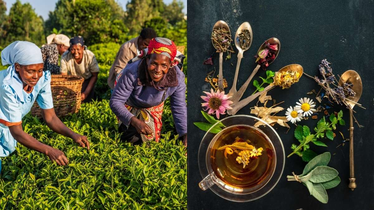 Kenya’s Tea Export Surges By 20.8% In 2024; These Are The Top Countries With The Highest Tea Export Volume