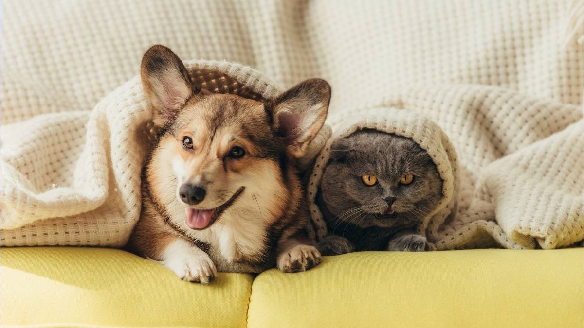 Abu Dhabi Now Requires Cats & Dogs To Be Registered; Here’s All About The New Rule & How Is It Beneficial