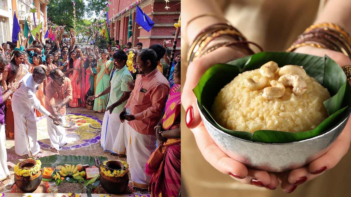 Pongal 2025: From Dates To Significance, All You Need To Know About This 4-Day Harvest Festival Of Tamil Nadu