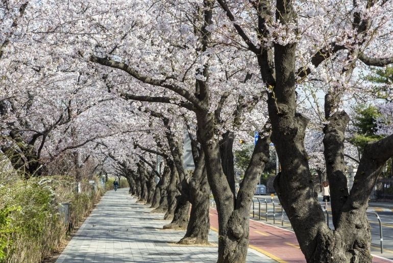 spring flower festival