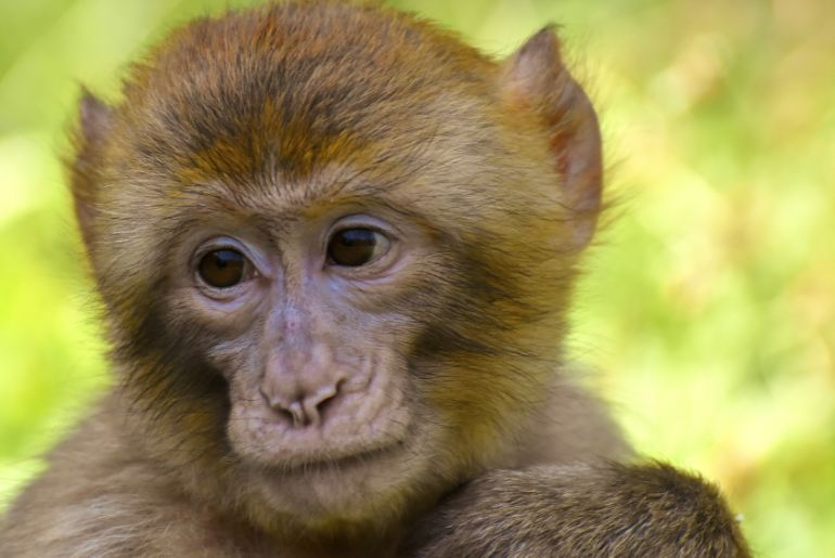 Monkey Handling Traffic 