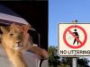 Lion Riding In A Car In Dubai To Penalties For Littering In Abu Dhabi; 6 GCC Updates For You