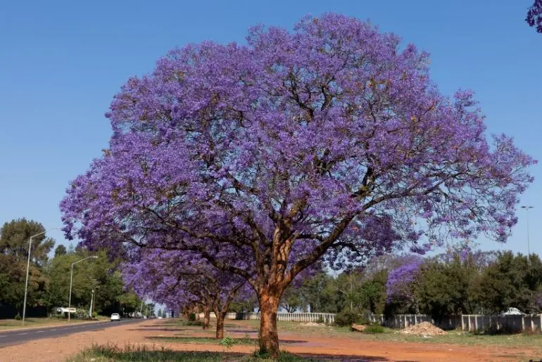 Jacaranda aka Exam Tree in full bloom