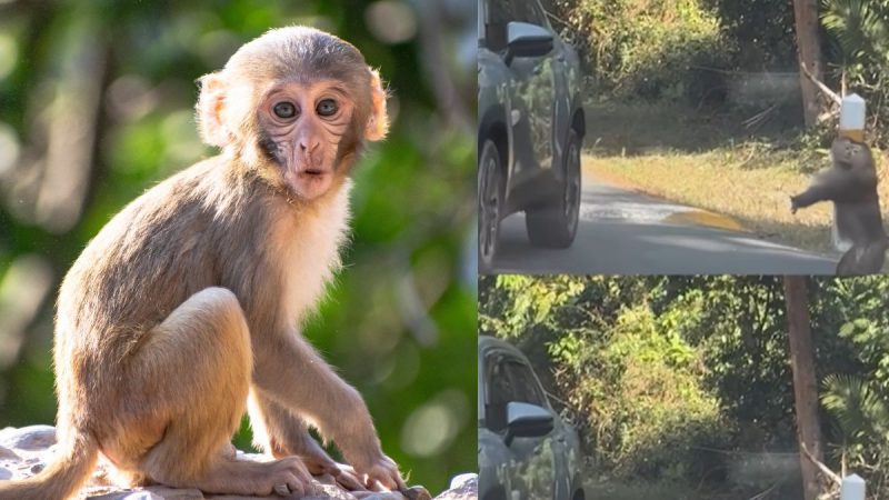 Monkey Handling Traffic