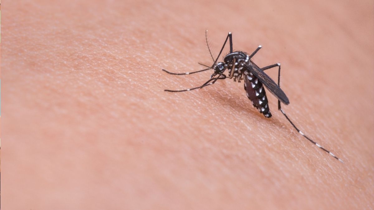 Mosquito Vs Technology: Here’s How Dubai Plans To Combat Mosquitoes Using Smart Trap