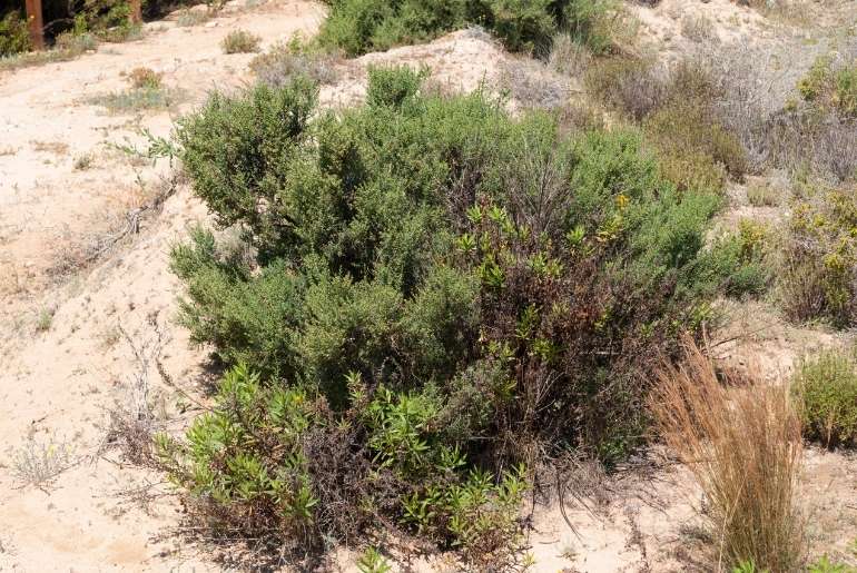 Middle East updates Salsola Tetrandra Shrub