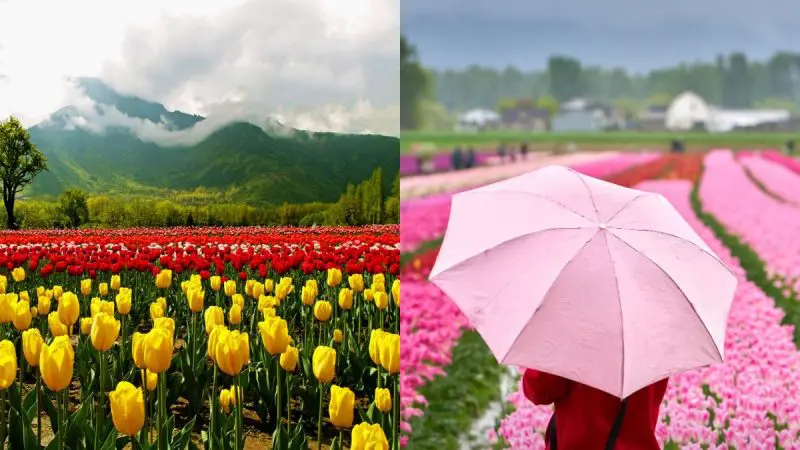 Tulip Festival Srinagar