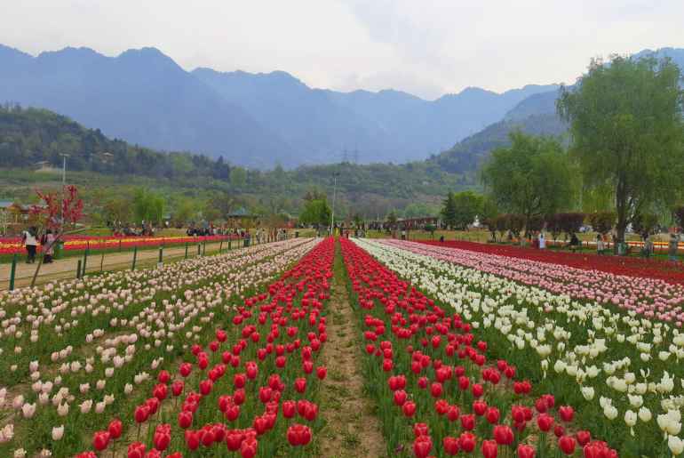 Tulip Festival Srinagar