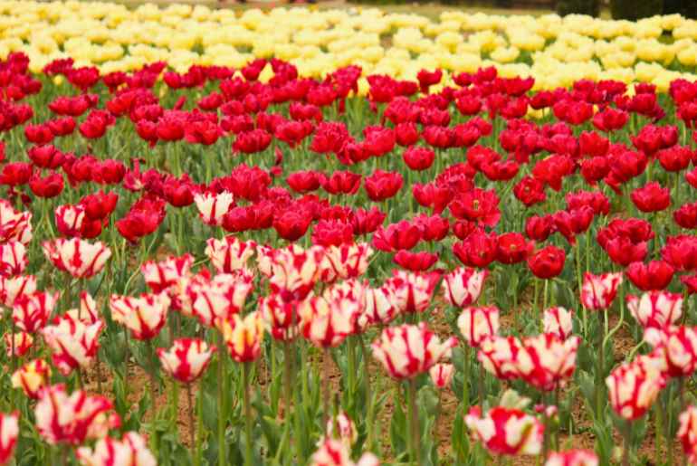 flower field 