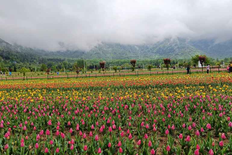 Tulip Festival Srinagar