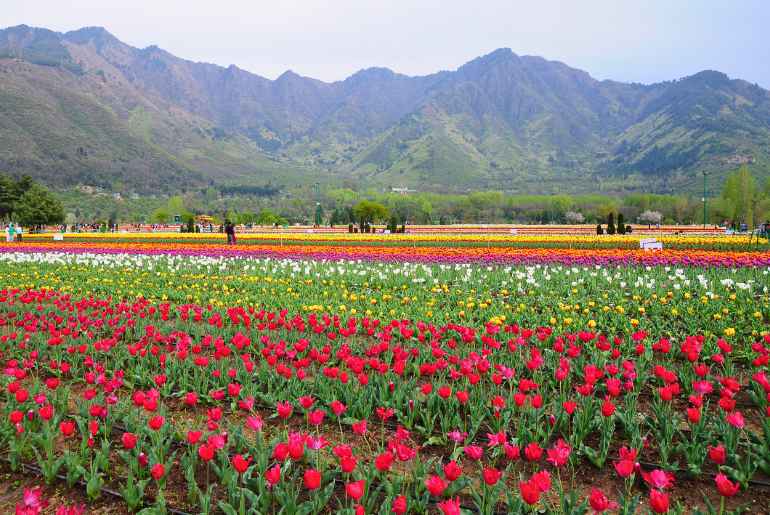 Tulip Festival Srinagar