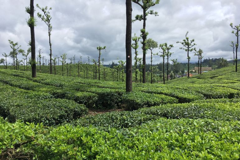 Things To Do In Valparai