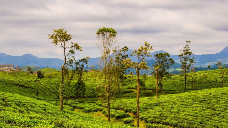 Things To Do In Valparai