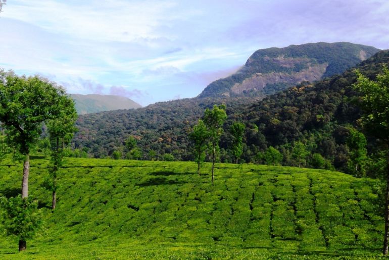 Things To Do In Valparai 