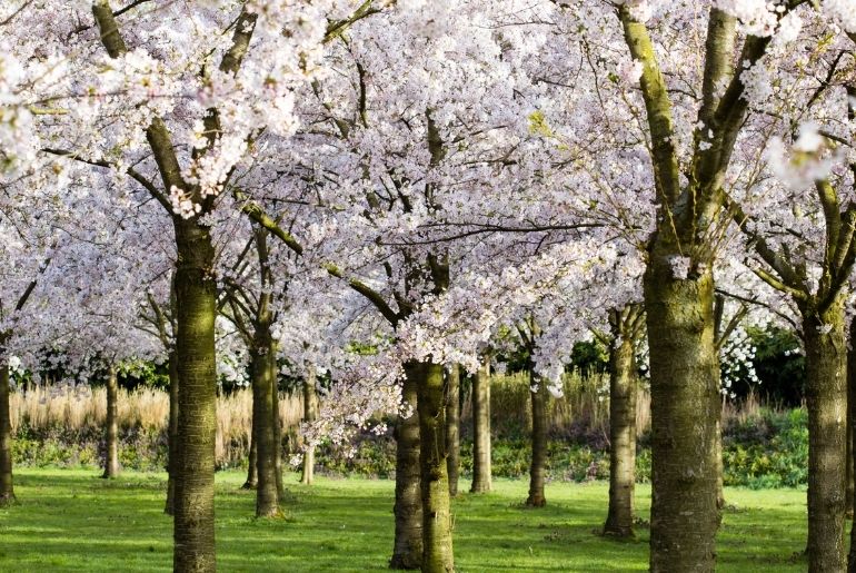 cherry blossoms