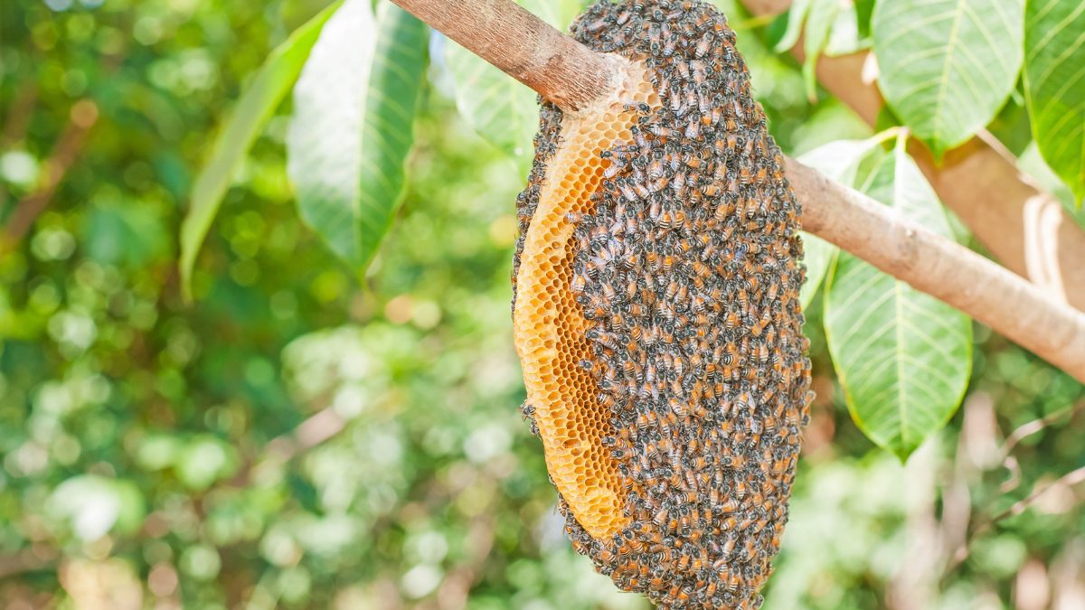 44-Year-Old Trekker Falls To Death While Fleeing Bee Swarm At Karnala Fort; 8 Injured Including Students