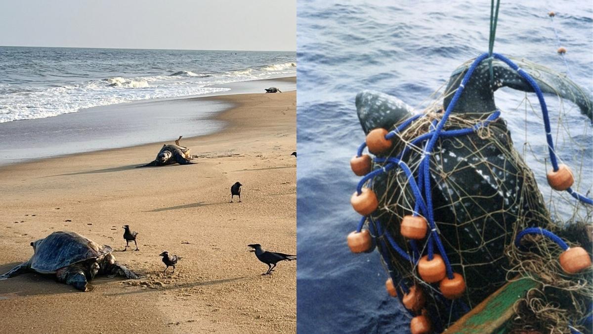 Over 1,300 Dead Olive Ridley Turtles Found Along The Tamil Nadu Coast; Illegal Fishing Practices By Commercial Companies Suspected