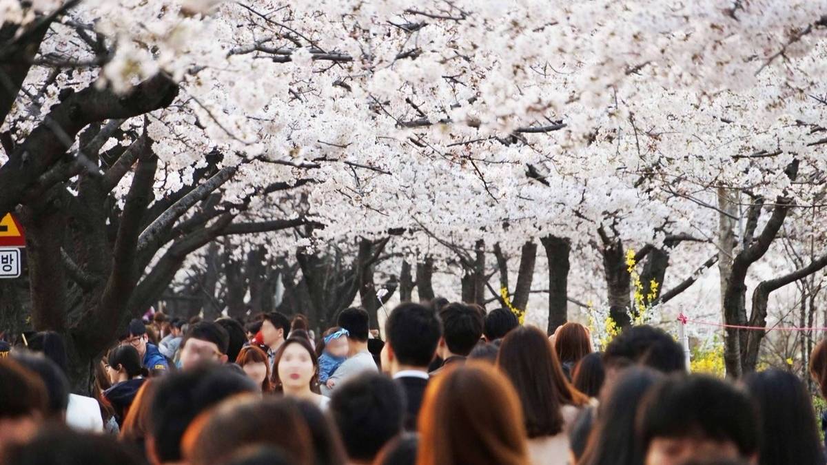 Yeouido Spring Flower Festival 2025: Korean Food, Cultural Performances & Cherry Blossoms; All You Need To Know About This Spring Festival In Seoul