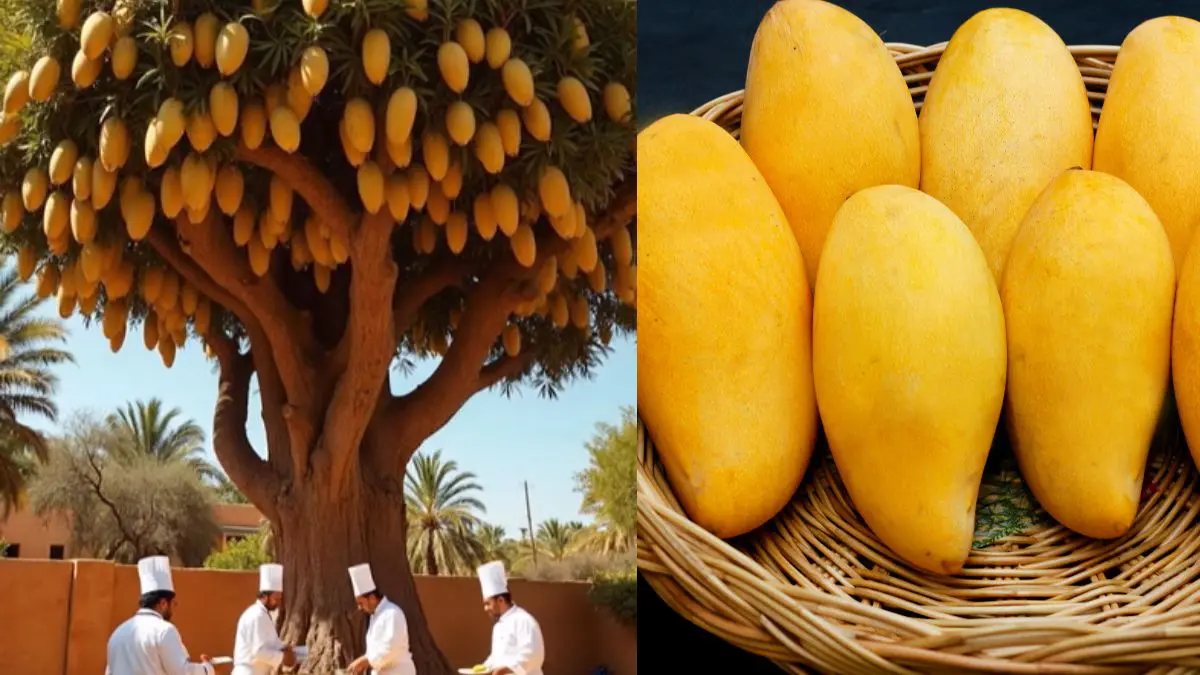 Amras Mahotsav In Pune: Date, Events, Venue & All You Need To Know About The Ultimate Mango Fest