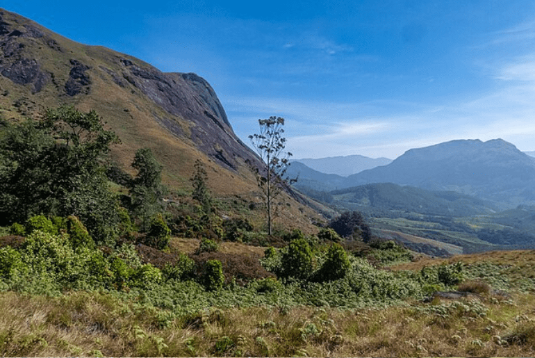 Eravikulam National Park