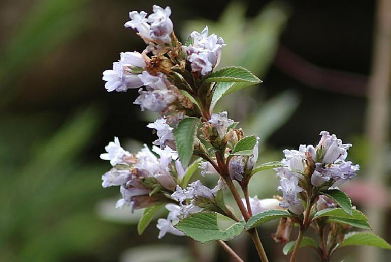 Neelakurinji