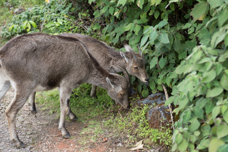 Eravikulam National Park