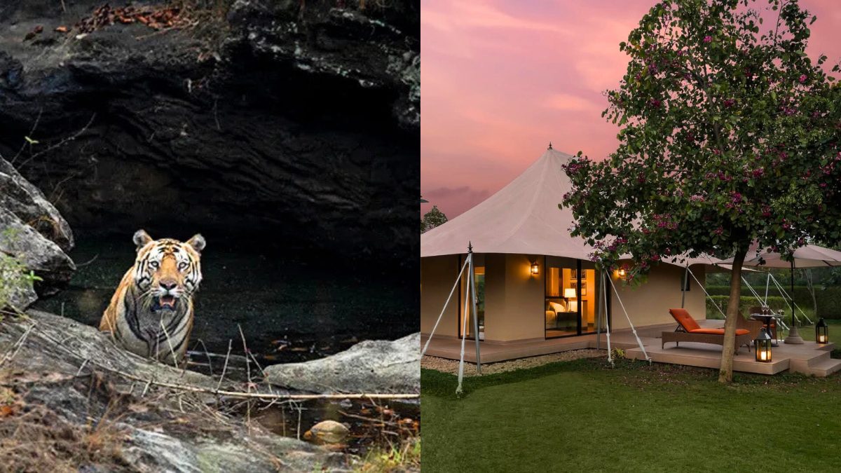 With Royal Bengal Tigers, Luxury Tents, & Gourmet Dining, The Oberoi Vindhyavilas Opens In Bandhavgarh!