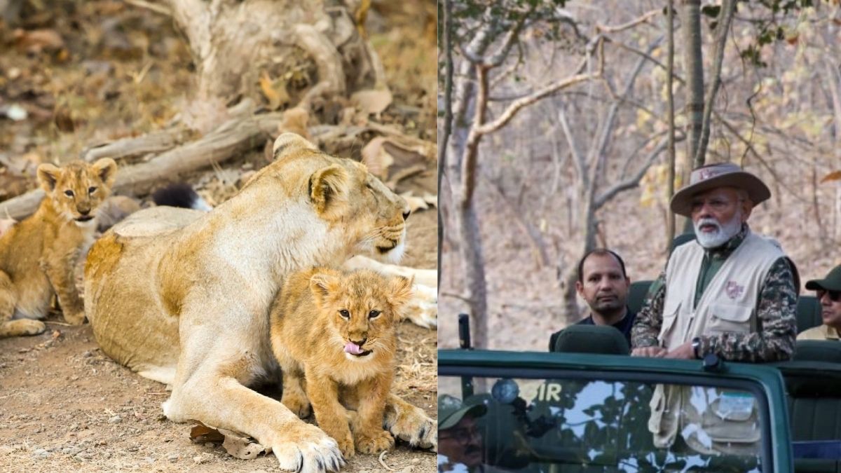 PM Modi Turns Photographer At Gujarat’s Gir National Park This World Wildlife Day