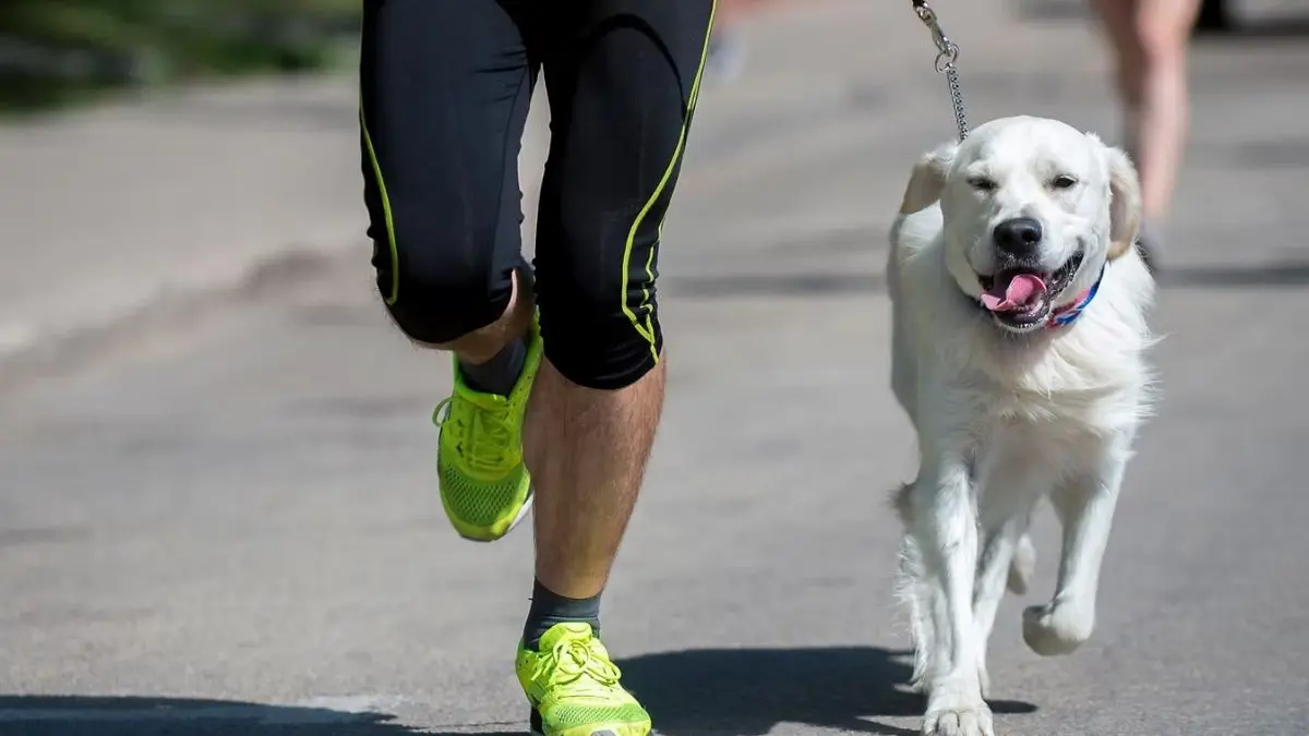 Paw Power Challenge: For The First-Time Ever, Dubai Expo City To Host A 2.5 Km Dog Obstacle Course