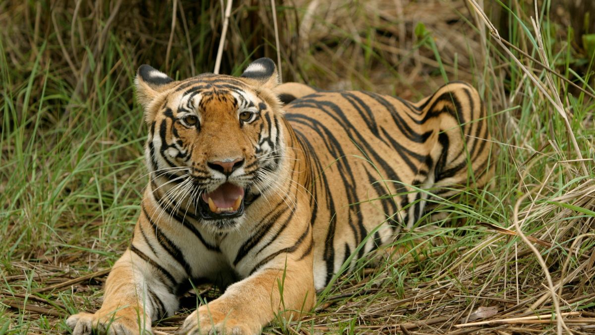 Tigers Return To Chambal, Why Madhav Tiger Reserve Deserves A Spot On Your Bucket List!