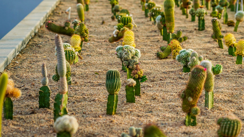 Cactus Garden