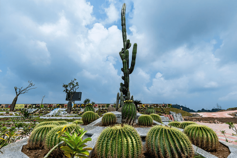 Cactus Garden