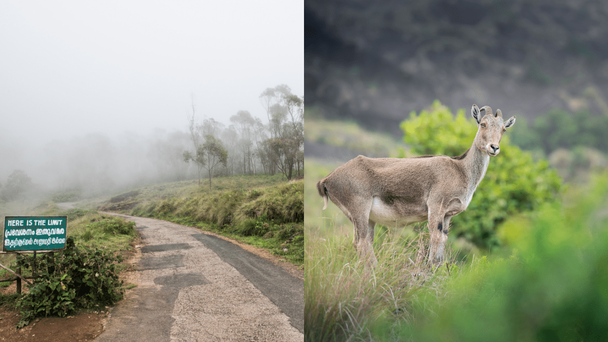 Munnar’s Eravikulam National Park Reopens On April 1; Home To Rare Nilgiri Tahrs, Here’s What You Must Know