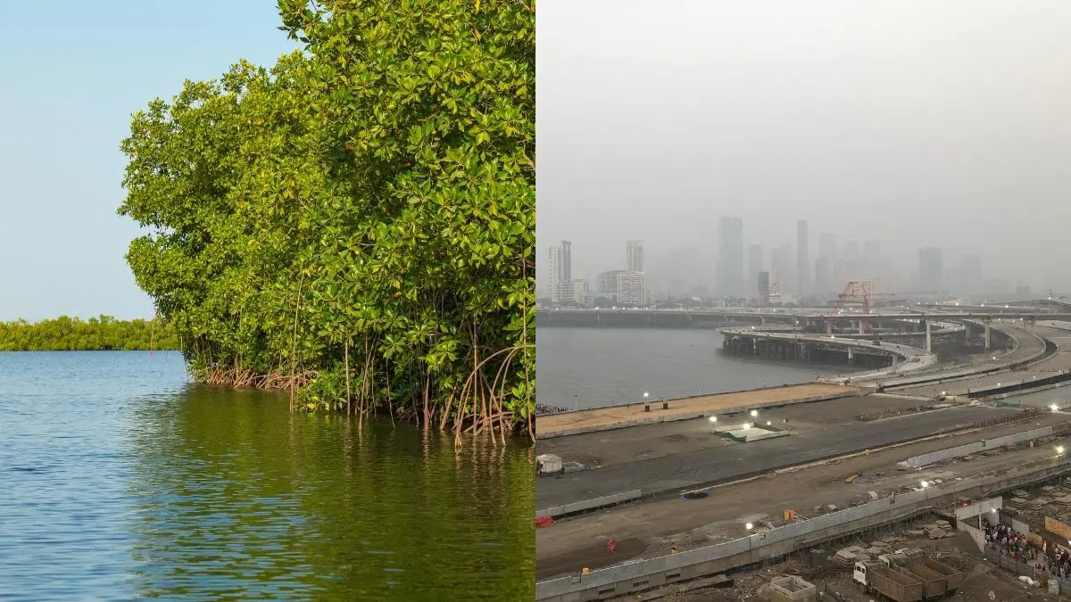 Mumbai Coastal Road To Be More Environment-Friendly; BMC To Densify Mangrove Nursery