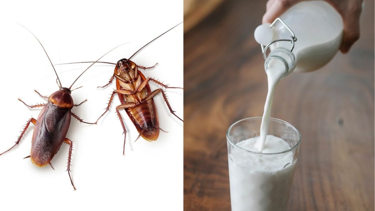 cockroach-milk-2-1280x720.jpg