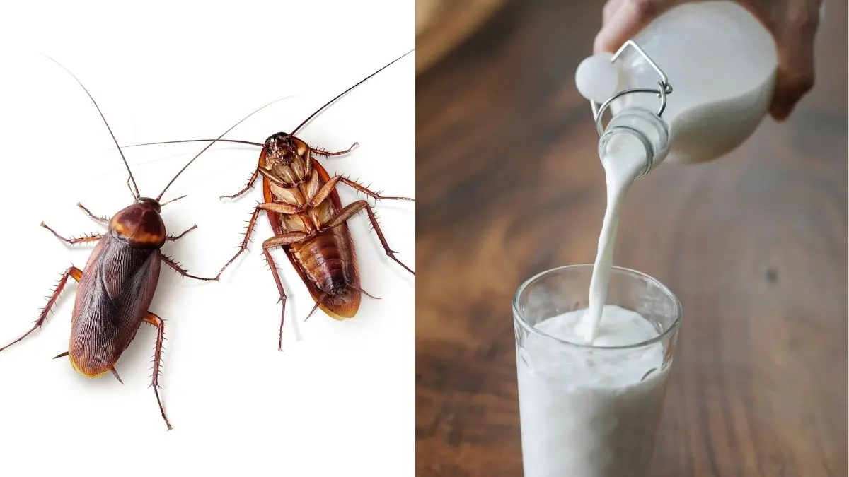 Why Are People Talking About Cockroach Milk, The New Super Food On The Market?