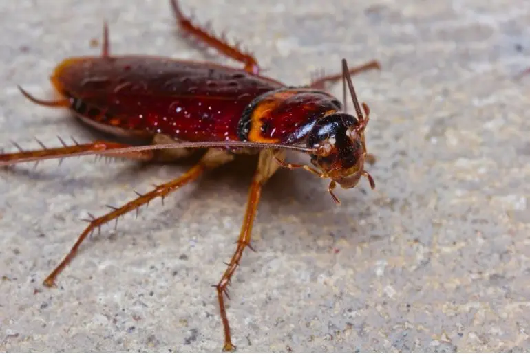 cockroach milk