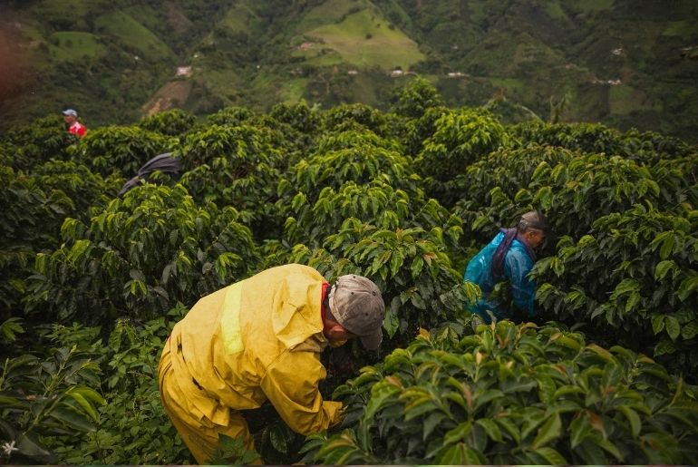 coffee plantations