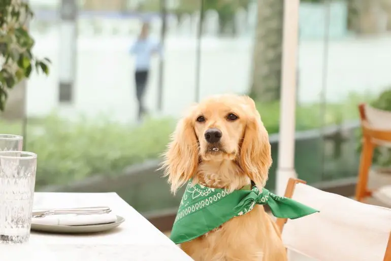 Pet-Friendly Menu