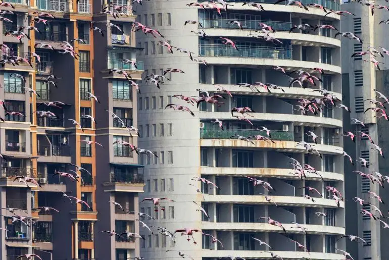 flamingos Navi Mumbai