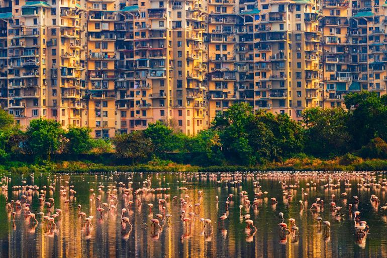 flamingos Navi Mumbai