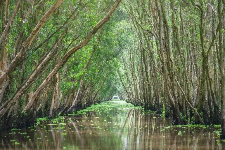 mangrove park