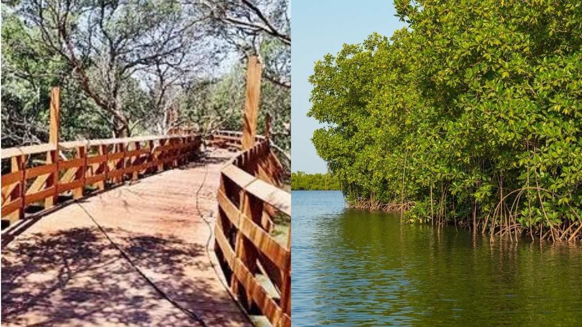 Mumbai’s 1st Mangrove Park To Open In Gorai From May 1; Key Attractions And Other Details To Know