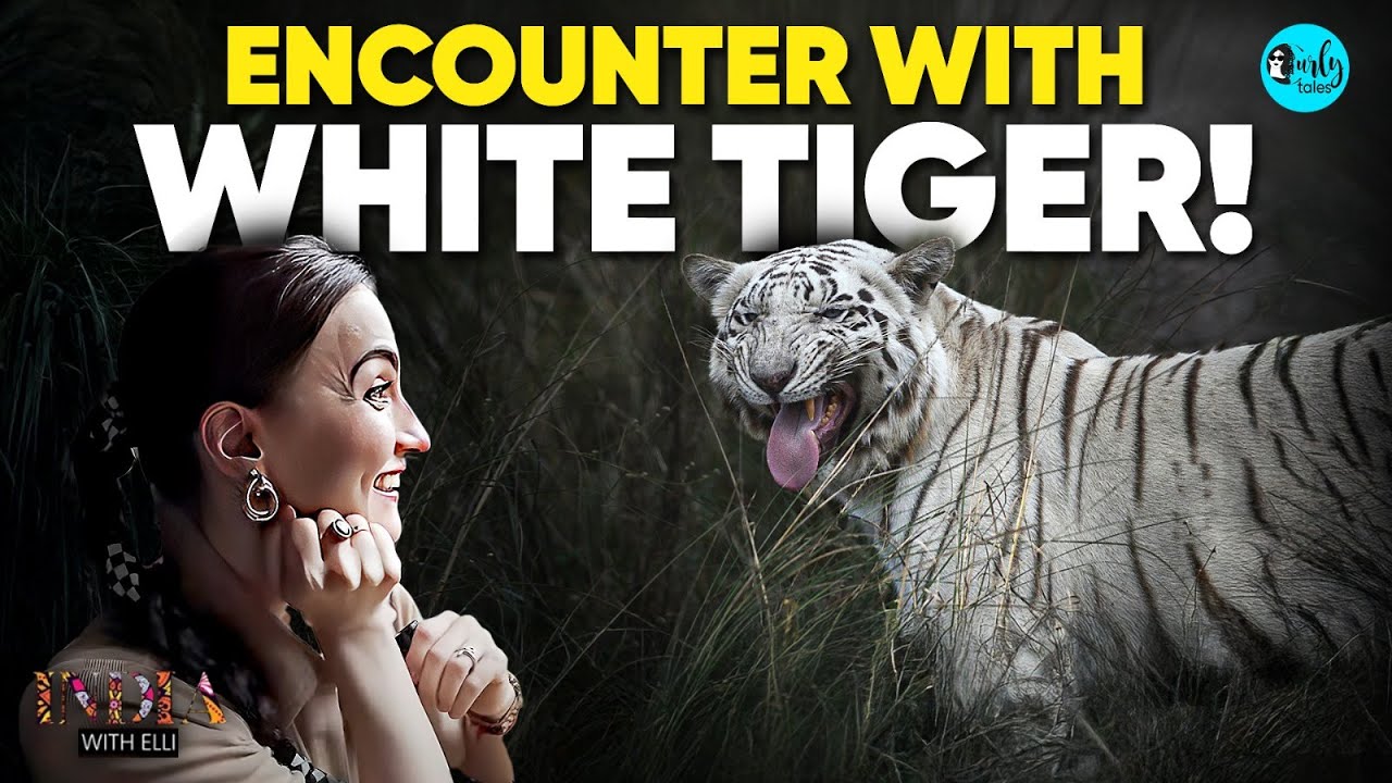 Elli AvrRam’s Encounter With White Tigers In Rewa, Madhya Pradesh