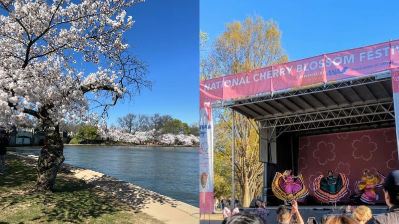 national cherry blossom festival