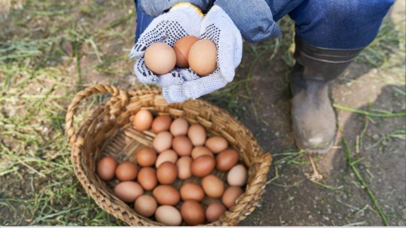 poultry farm