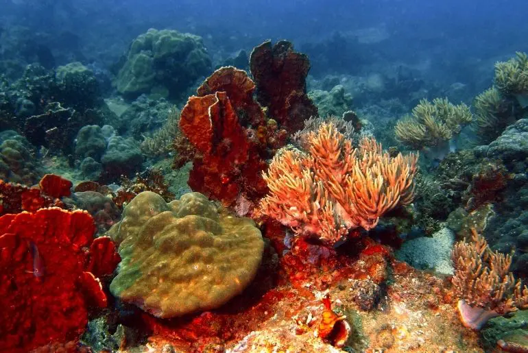 vietnam coral reefs