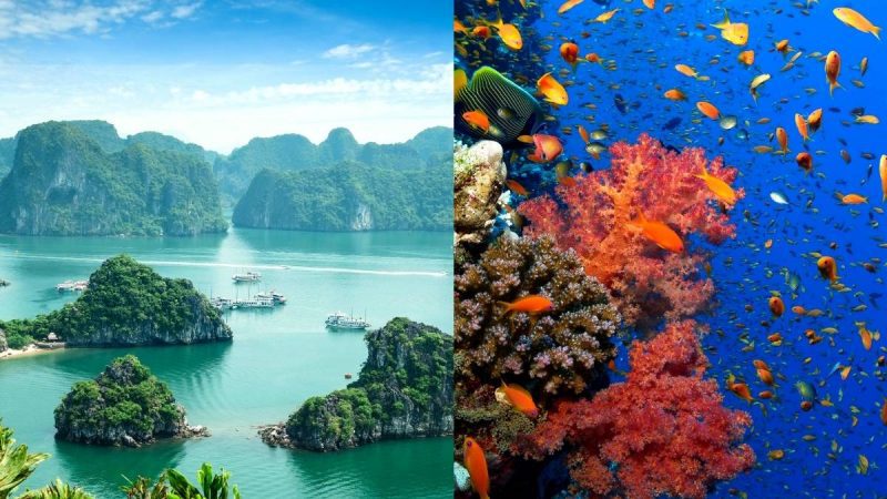 vietnam coral reefs